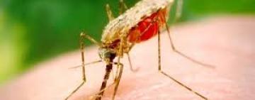 В Измаильском районе от малярии умер 27-летний парень